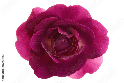 Elegant red rose portrait flat lit, no background