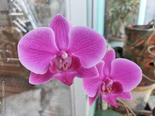 Anggrek Bulan or Phalaenopsis aphrodite is a species of orchid found from southeastern Taiwan to the Philippines. Blurry Background