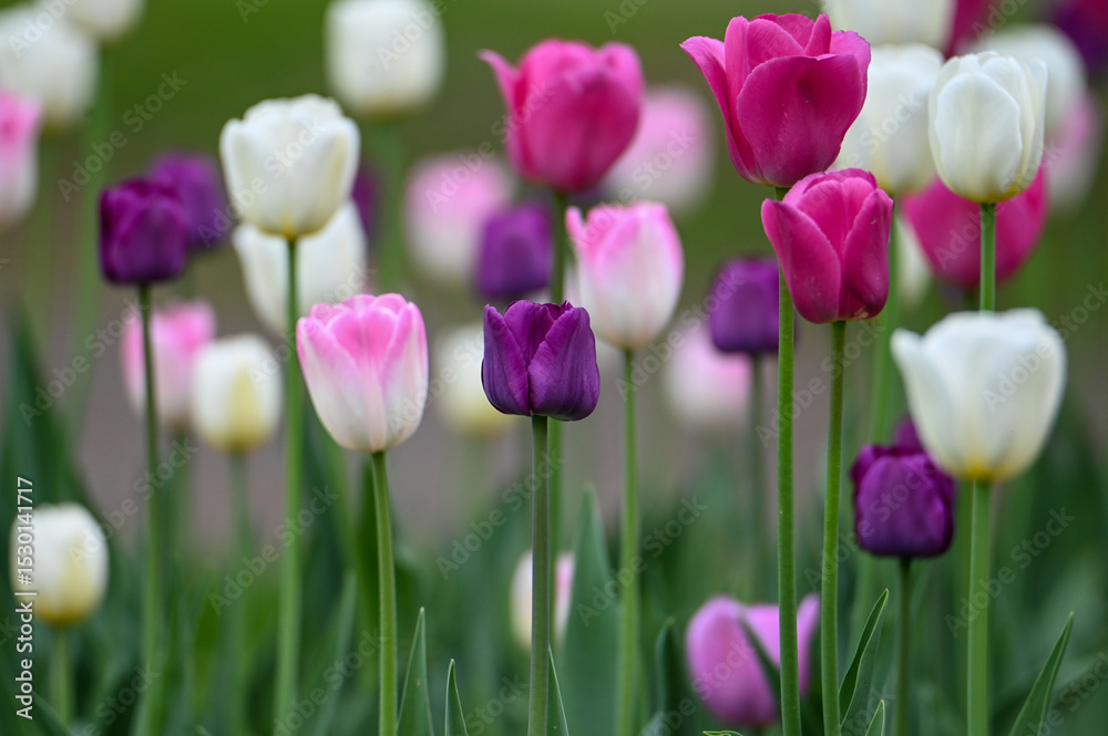 Fototapeta premium pink tulips in the garden