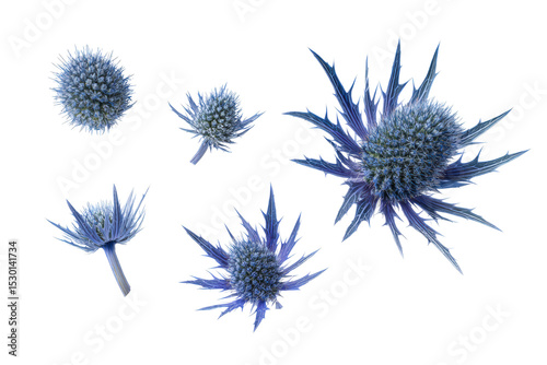 Flat-lay blue sea holly bloom isolated, no background