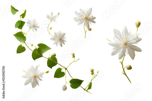 Fototapeta Naklejka Na Ścianę i Meble -  Delicate Fallopia flowers macro flat lay, no background