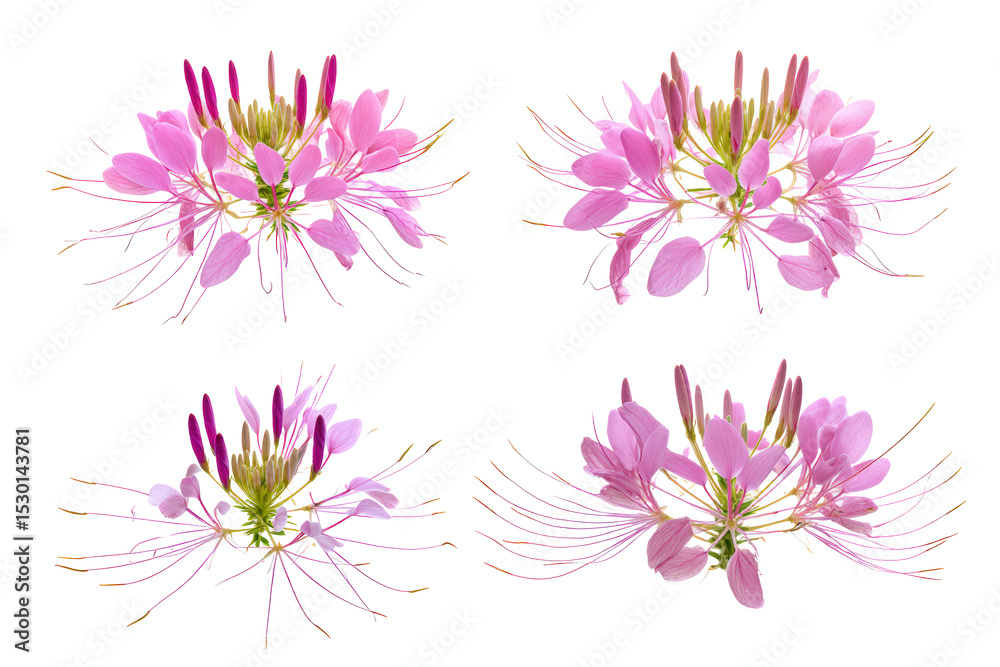 Obraz premium Top-view Cleome blossom macro isolated, no background