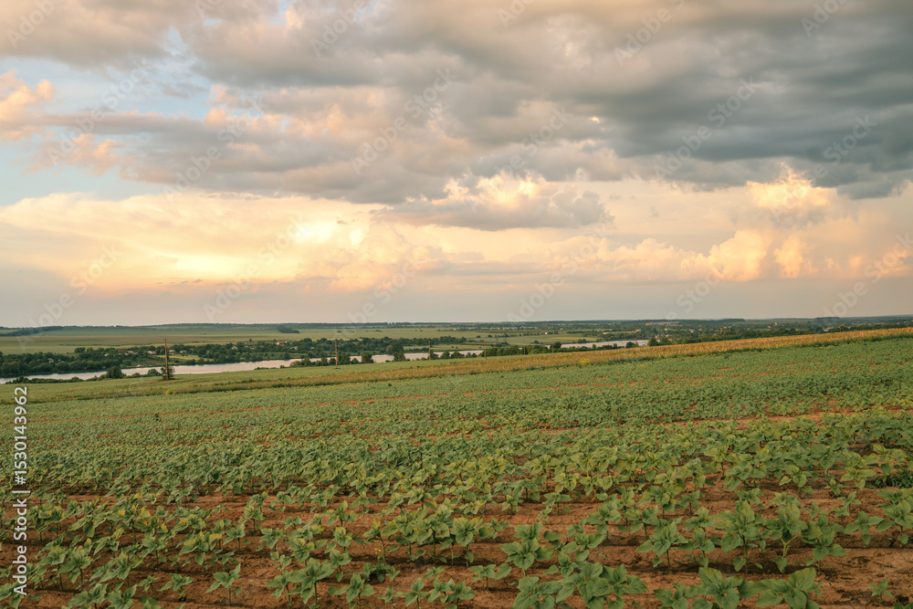 Fototapeta premium Young sunflower plants growing in rows in dry cracked soil under dramatic cloudy sky at sunset, showing early stage of agriculture and natural growth