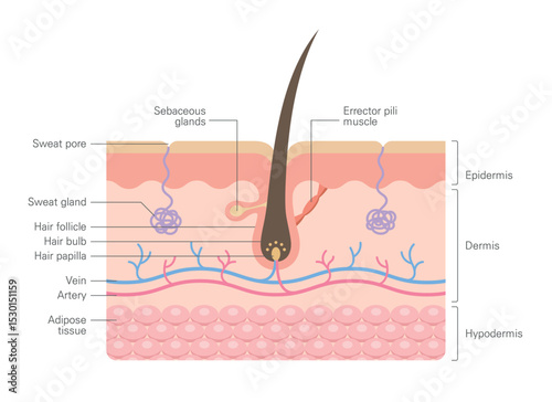 Hair anatomy, structure, integumentary, diagram. Human skin anatomy infographics with cross section hair follicle and vessels.