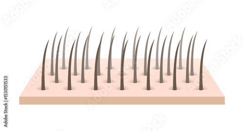 Human hair skin structure epidermis. Healthy hair and skin layer. Hair anatomy. Realistic 3D vector illustration.