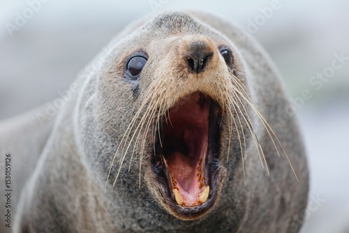 Close-up of a fur seal roaring, showing its teeth and whiskers. The seal is communicating with other seals in its colony. Cape Palliser, Wellington, New Zealand