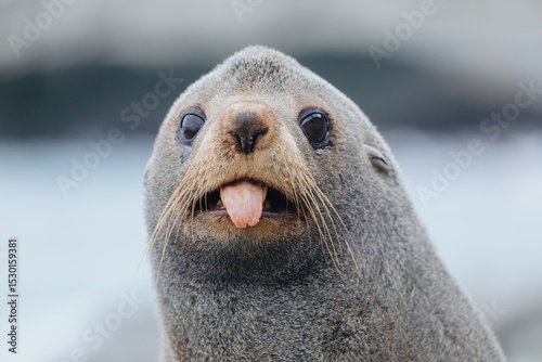 Close-up of an fur seal sticking its tongue out. Cape Palliser, Wellington, New Zealand