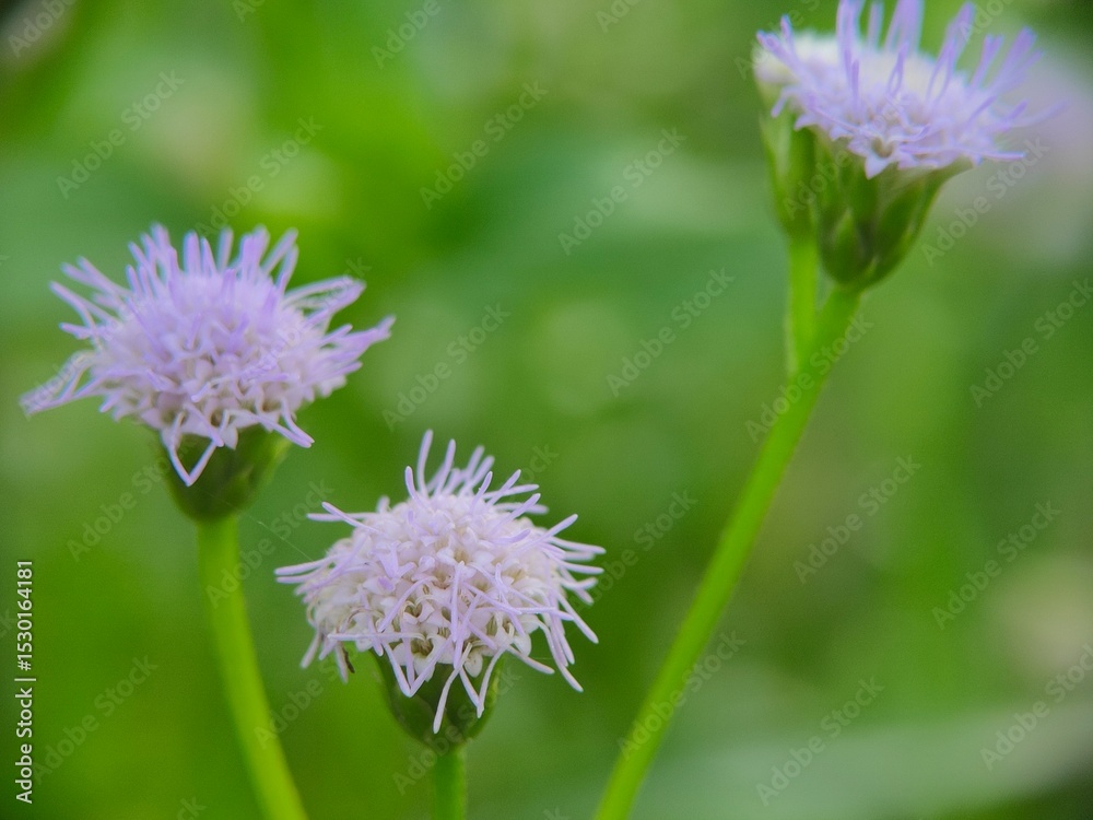Fototapeta premium Mistflower is beautiful flowers from grass growing on the lawn