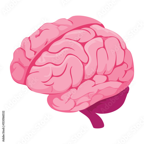 Pink Human Brain Anatomy Illustration