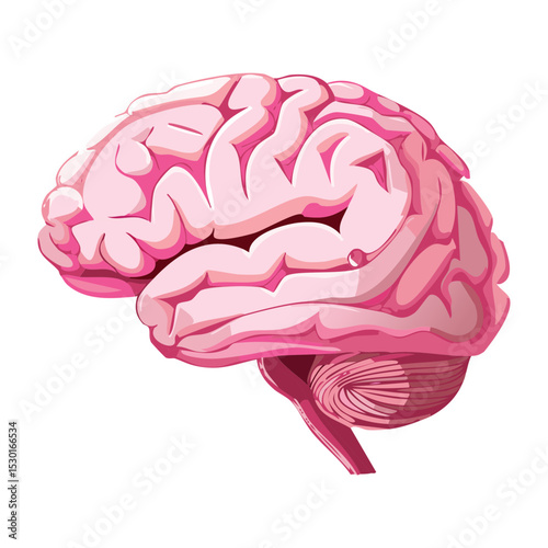 Medical Brain Anatomy Isolated Graphic