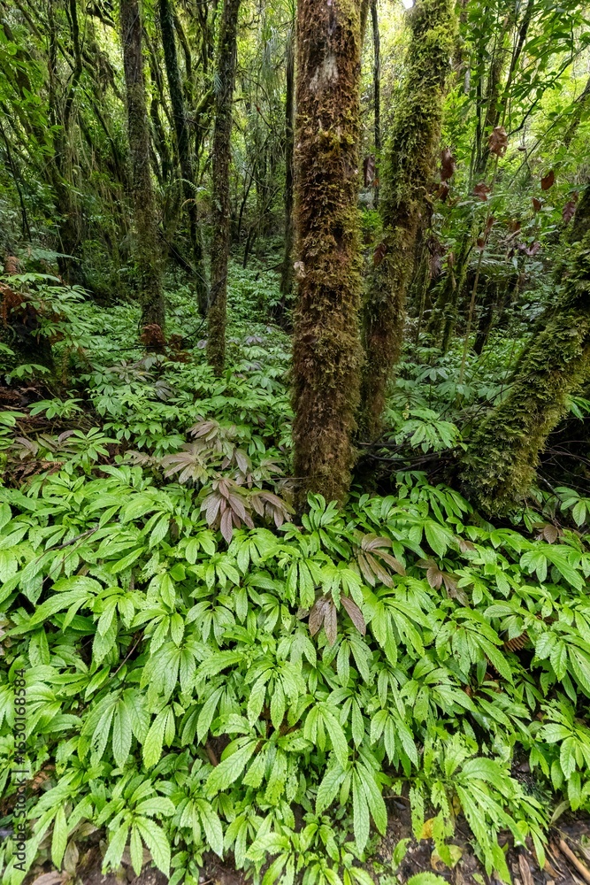 Fototapeta premium Lush green foliage and moss-covered trees create a dense, vibrant scene in a tropical rainforest. Marokopa Falls, Te Kuiti, Waikato, New Zealand