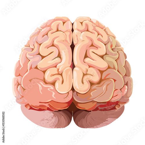 Human Brain Back View Medical