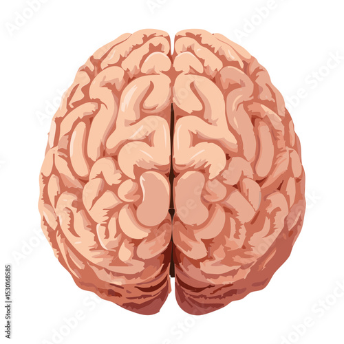 Human Brain Top View Medical