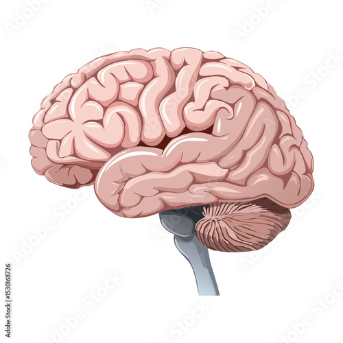Brain Organ Anatomy Medical Graphic