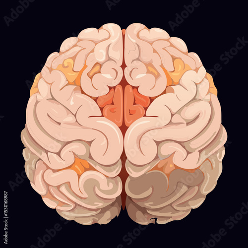 Brain Top View Internal Structures
