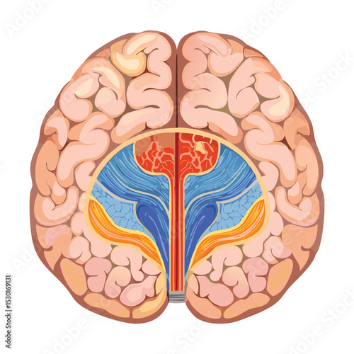 Brain Cross Section Frontal Lobes