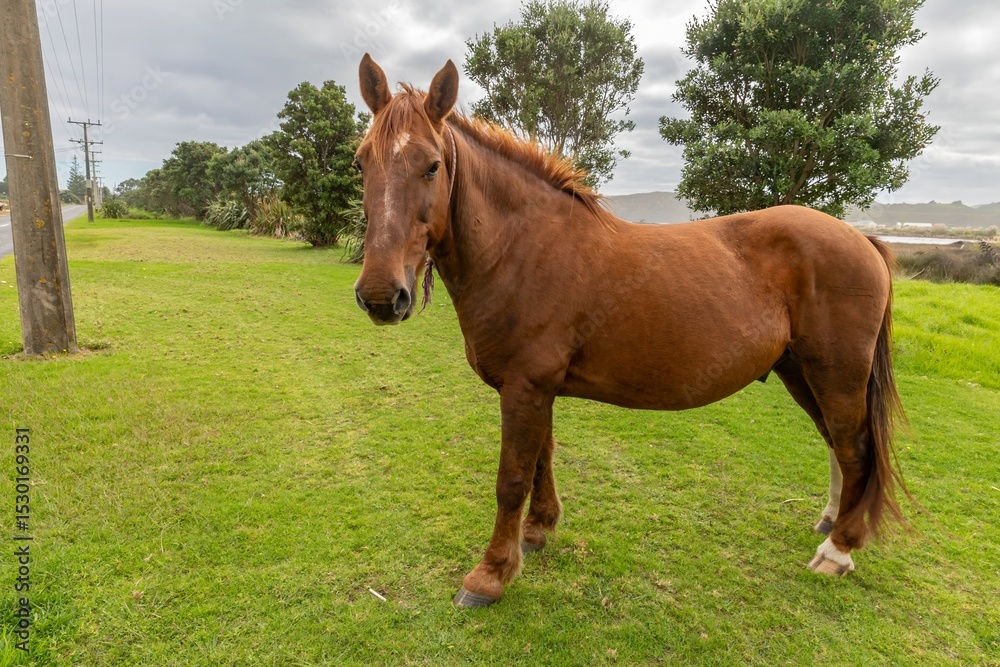 Obraz premium Marokopa, Waikato, New Zealand. The horse is looking directly at the camera, and the background includes trees and a road.