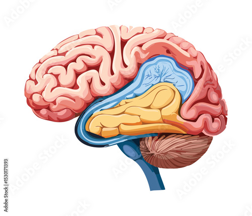 Brain Cross Section Side View