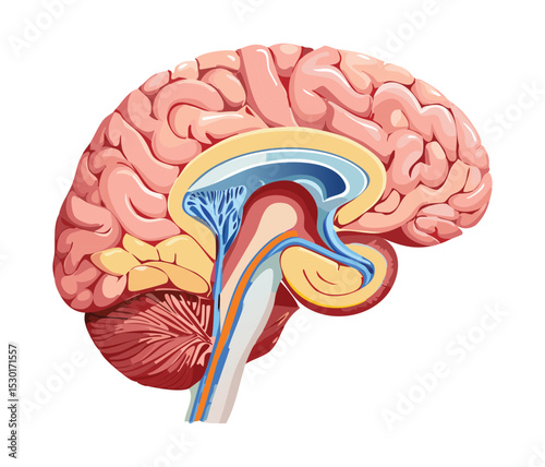 Colored Sagittal Human Brain Section