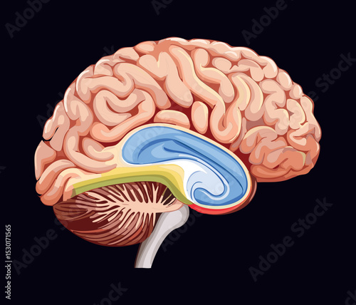 Sagittal Cut Brain Dark Background
