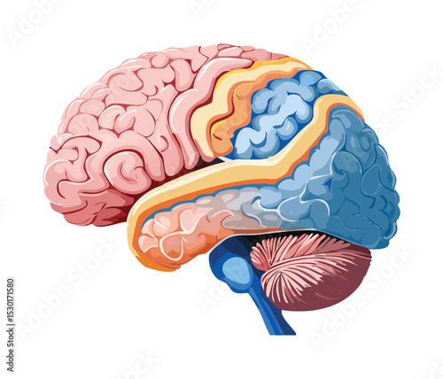 Human Brain Lobes Anatomical Illustration