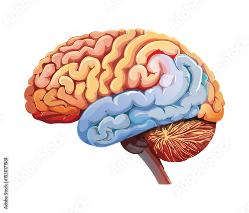 Colored Human Brain Anatomy Lobes