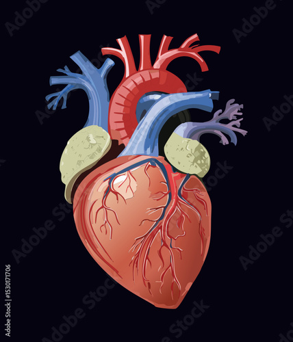 Human Heart Organ Dark Background