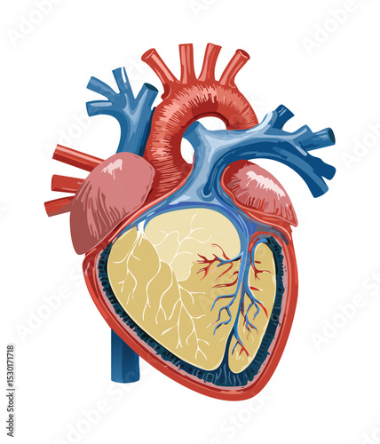 Detailed View Human Heart Chambers