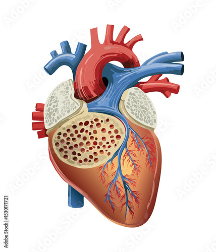 Comprehensive Human Heart Anatomy View