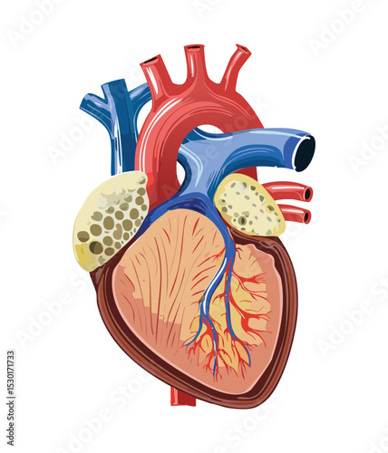 Inner Human Heart Anatomy View