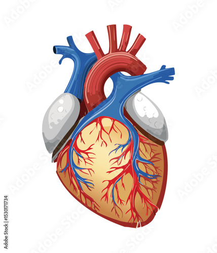 Detailed Human Heart Internal Anatomy