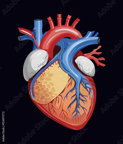Detailed View of Heart Anatomy