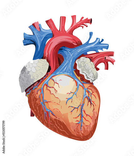 Healthy Human Heart Medical Art