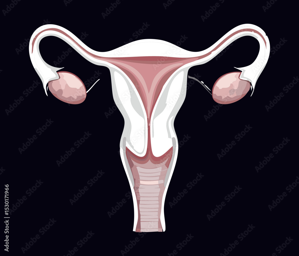 Obraz premium Simplified Female Reproductive System White
