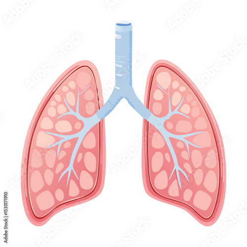 Human Lungs and Bronchial Tubes