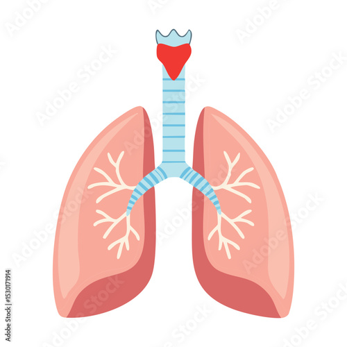 Simple Human Lungs Anatomy