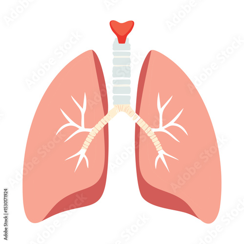 Detailed Lungs and Airway Anatomy