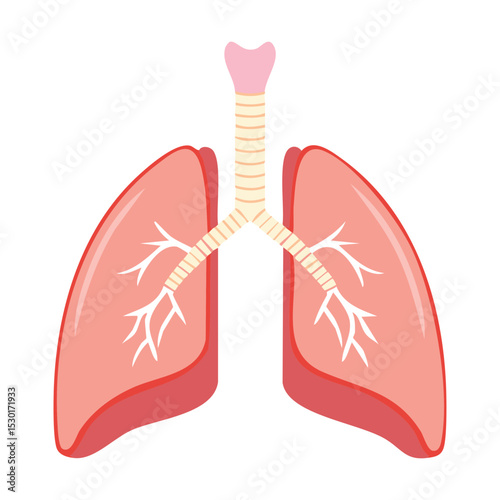Human Lungs Anatomy Diagram
