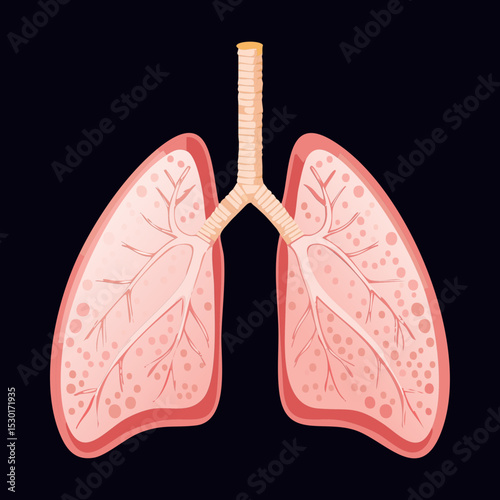 Simple Human Lungs White Background