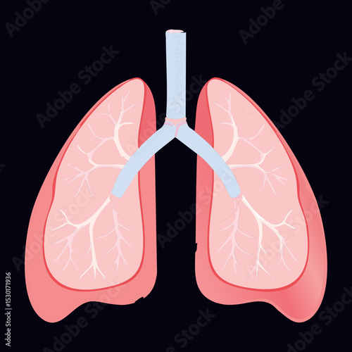 Human Lungs Anatomy Simple