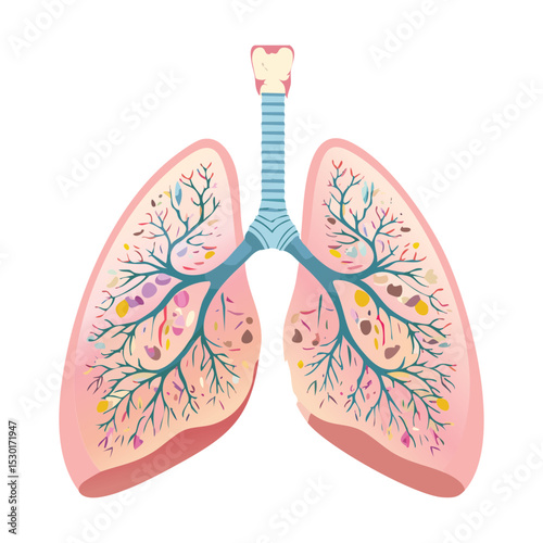 Detailed Human Lungs Diagram