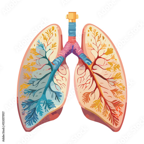 Human Lungs with Alveoli