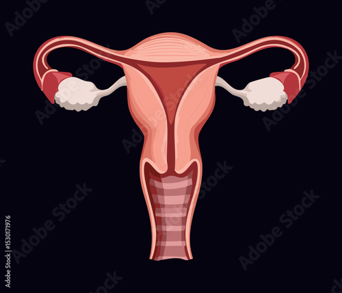 Female Reproductive Health Illustration