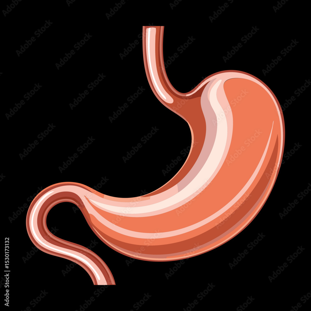 Fototapeta premium Empty Human Stomach Internal Organ Anatomy