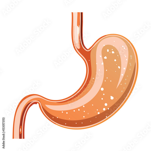 Gastric Activity with Bubbles Medical Illustration