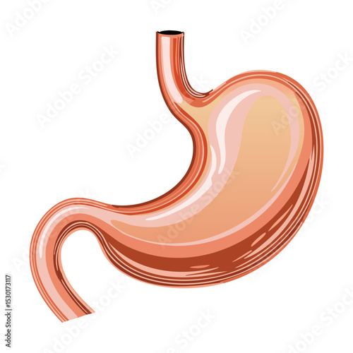 Human Stomach with Homogeneous Digested Contents