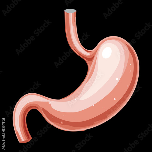 Detailed Human Stomach Digestive Organ