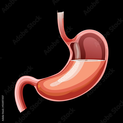 Human Stomach with Digested Food on Black