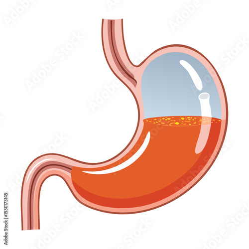 Human Stomach Anatomy with Clear Fluid
