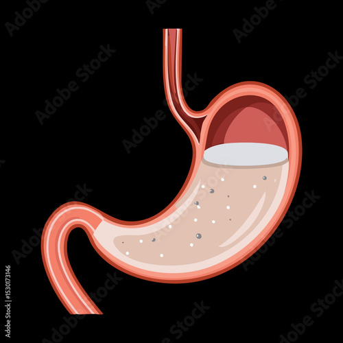 Stomach Anatomy with Contents Black Background